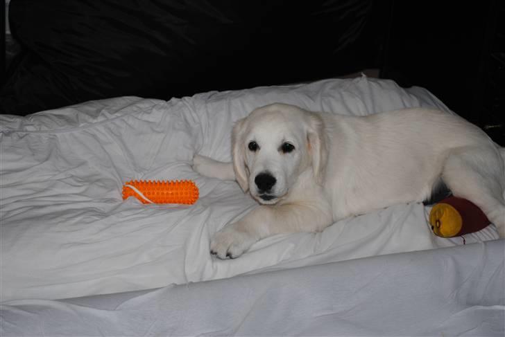 Golden retriever Walde billede 5