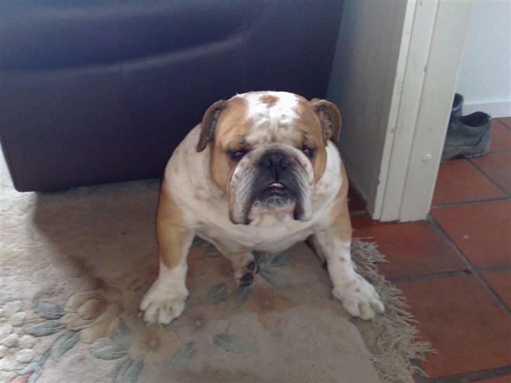 Engelsk bulldog Bertil R.I.P billede 10