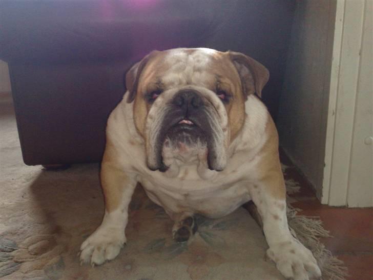 Engelsk bulldog Bertil R.I.P - Som I nok kan se er jeg temmelig bred.  billede 11