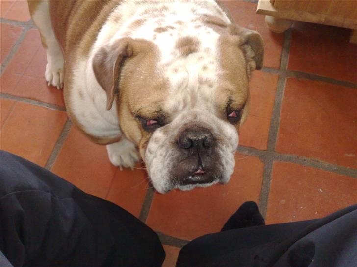 Engelsk bulldog Bertil R.I.P billede 12
