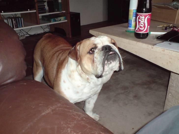 Engelsk bulldog Bertil R.I.P billede 13