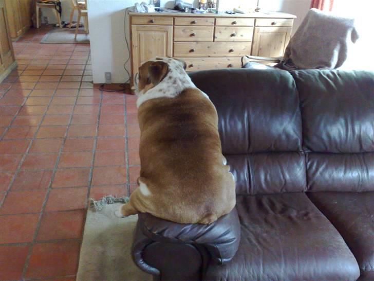 Engelsk bulldog Bertil R.I.P - Jeg kan fylde hele armlænet på sofaen. :) billede 14
