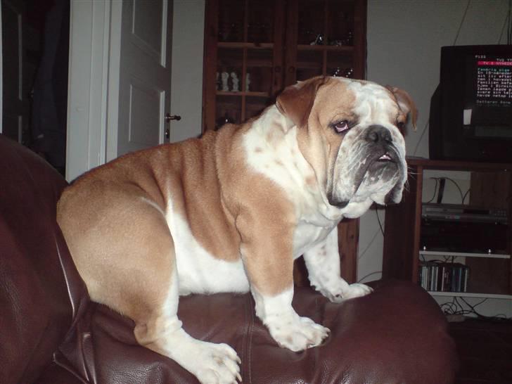 Engelsk bulldog Bertil R.I.P billede 15