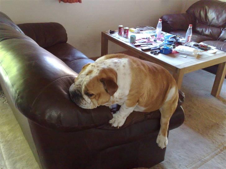 Engelsk bulldog Bertil R.I.P billede 17