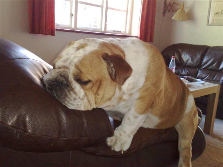 Engelsk bulldog Bertil R.I.P - Jeg elsker at sove sådan her.  billede 18
