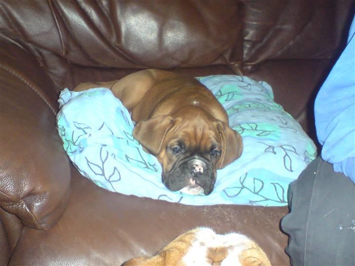 Boxer Gurli R.I.P. billede 10