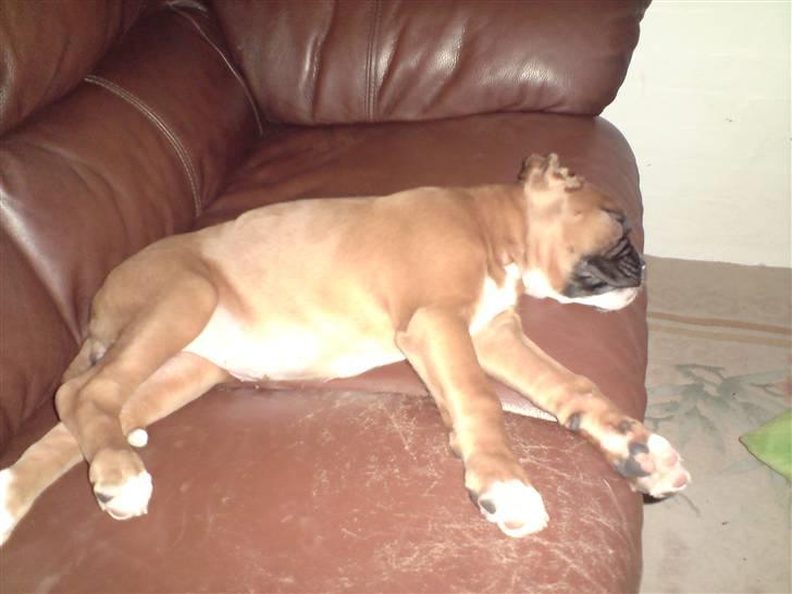 Boxer Gurli R.I.P. billede 11