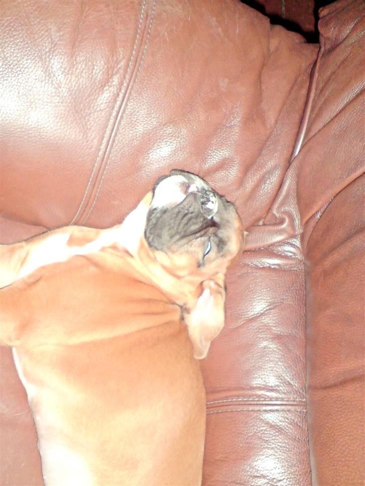 Boxer Gurli R.I.P. billede 12