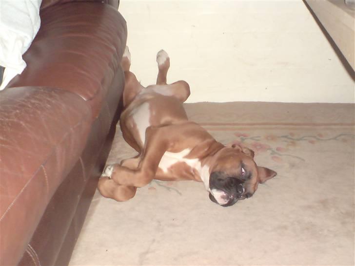 Boxer Gurli R.I.P. billede 13