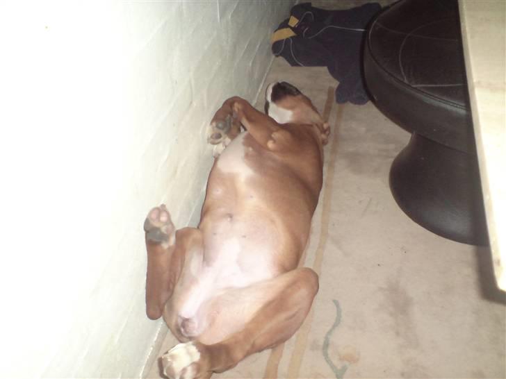 Boxer Gurli R.I.P. billede 14