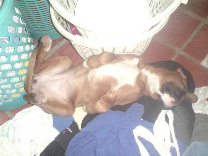 Boxer Gurli R.I.P. - Det er så dejligt at ligge i mors vasketøj. billede 15