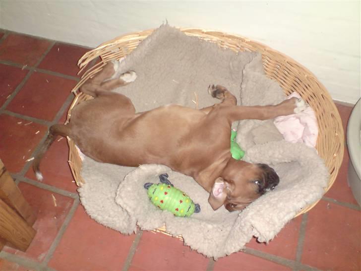 Boxer Gurli R.I.P. billede 16