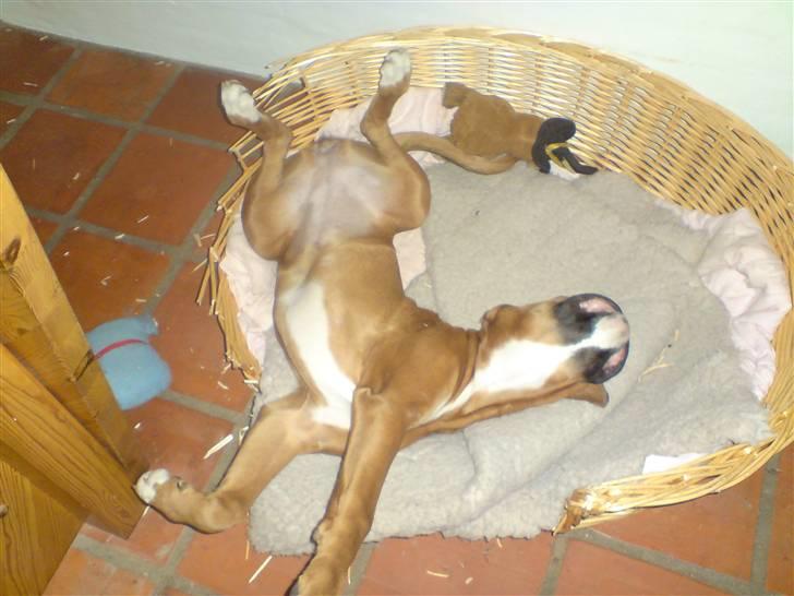 Boxer Gurli R.I.P. - Jeg ligger lige og strækker mig i min kurv.  billede 17