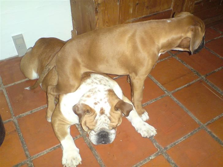 Boxer Gurli R.I.P. billede 18