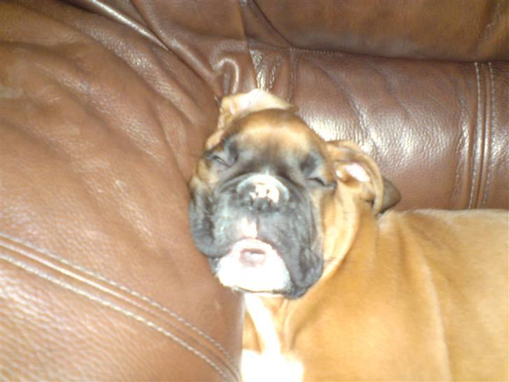 Boxer Gurli R.I.P. billede 19