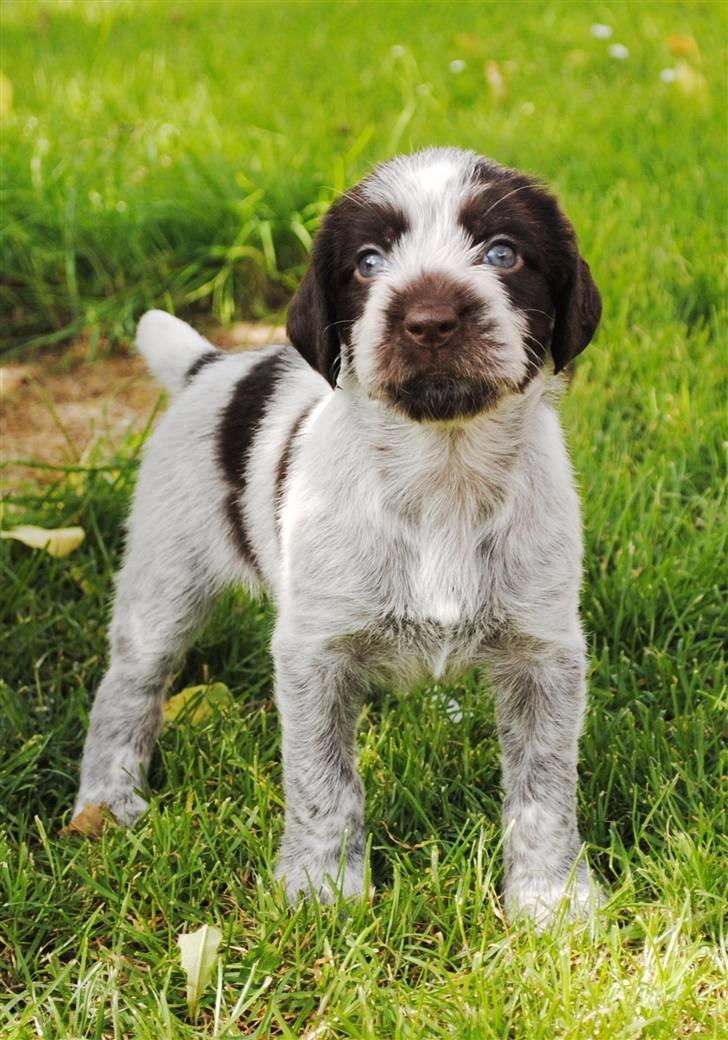 Ruhåret hønsehund Mika (Lillefisen) - Velkommen til Mika`s profil billede 1