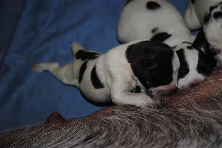 Ruhåret hønsehund Mika (Lillefisen) - Så er mælkebaren åben et par dage gammel billede 19