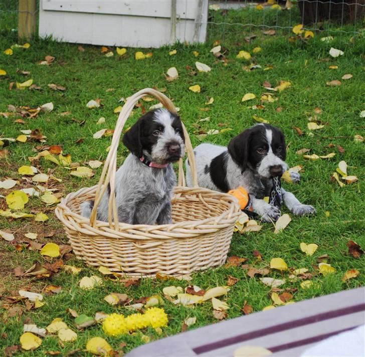 Ruhåret hønsehund Mika (Lillefisen) - Mika og hendes bror Pan billede 17