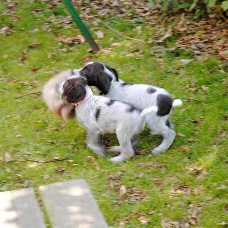 Ruhåret hønsehund Mika (Lillefisen) - Mika og Pan løber med et stykke rådyrskind billede 18