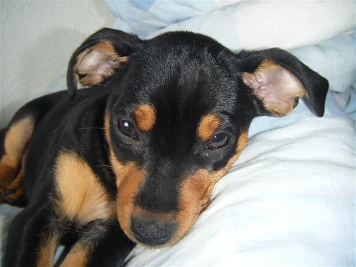 Prazsky krysarik Kato - Jeg sover billede 1