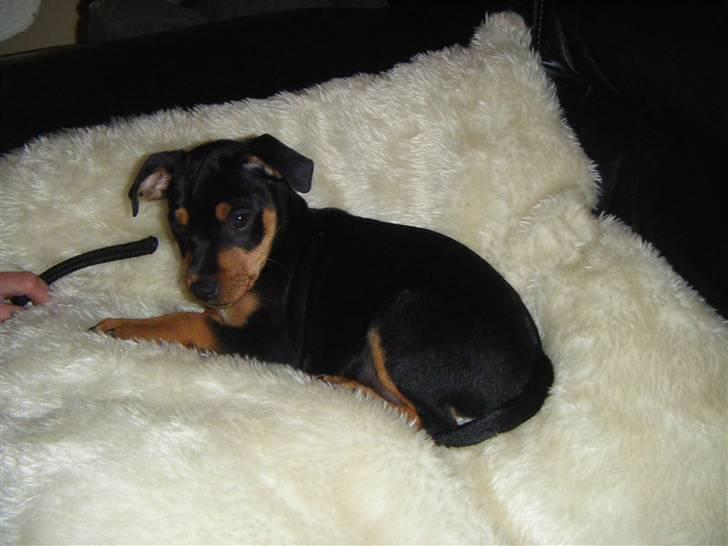 Prazsky krysarik Kato - Jeg Ligger Godt Her :D billede 2