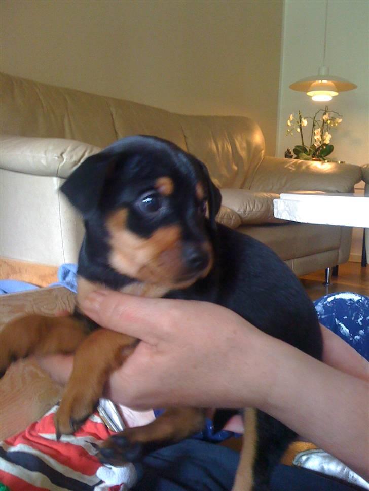 Prazsky krysarik Kato - 5 uger gammel !  billede 3