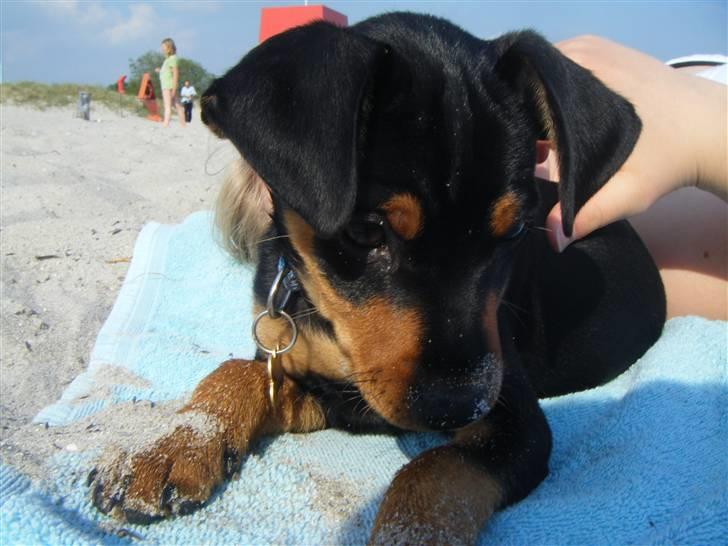 Prazsky krysarik Kato - På Stranden billede 4