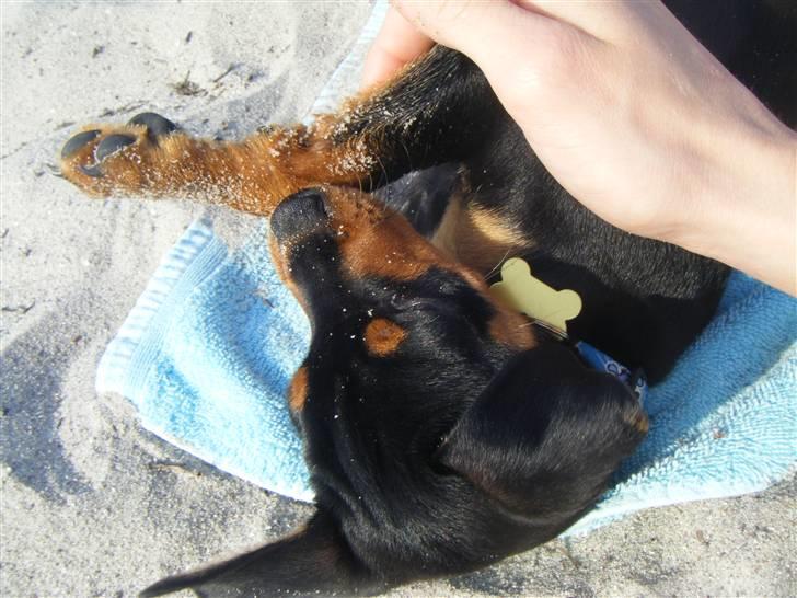 Prazsky krysarik Kato - Igen På Stranden billede 5