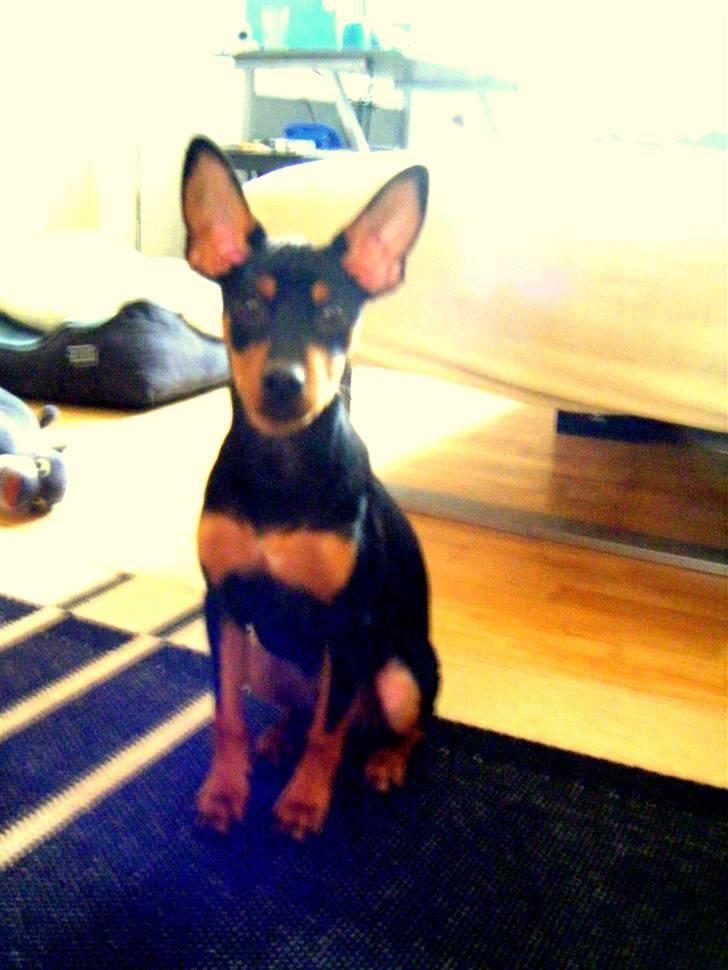 Prazsky krysarik Kato - Dejlig Hund NYT :i billede 6