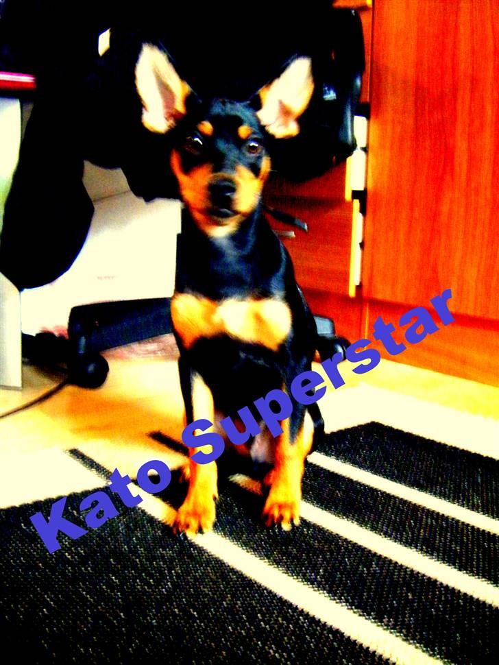 Prazsky krysarik Kato - Dejlig Hund NYT :D billede 7