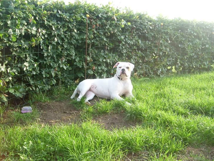 Blanding af racer Bertha - 11 mdr. billede 11