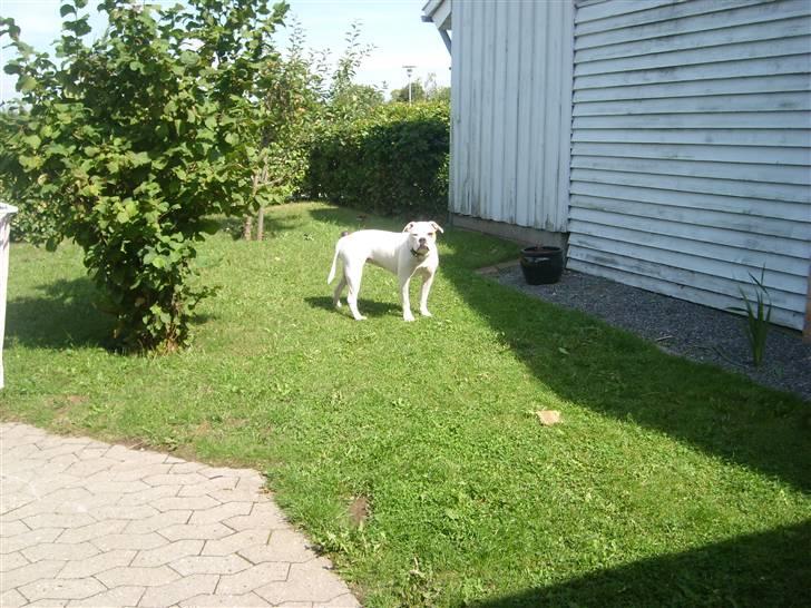 Blanding af racer Bertha - 11 mdr. billede 12