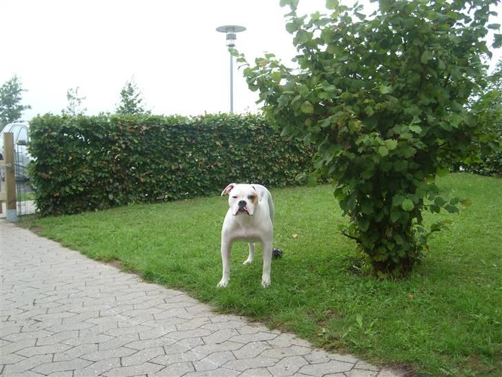 Blanding af racer Bertha - 11 mdr. billede 13