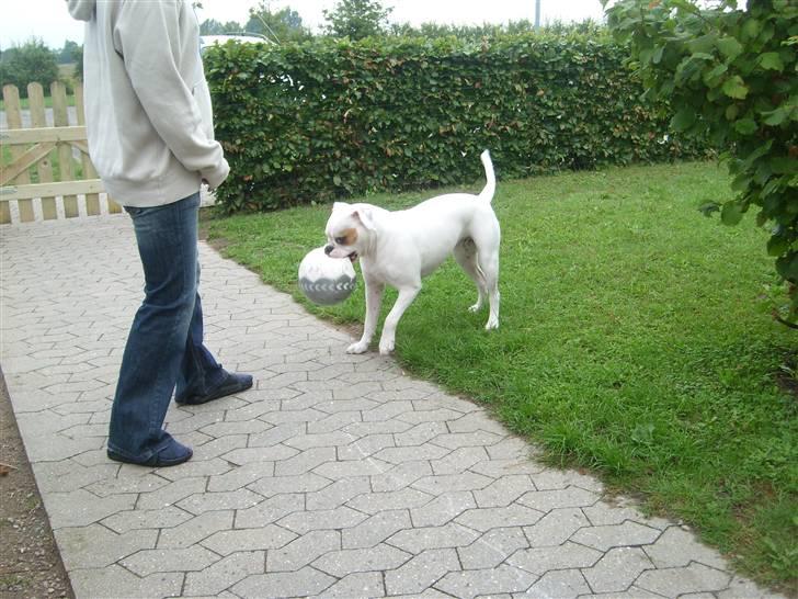 Blanding af racer Bertha - 11 mdr. billede 14