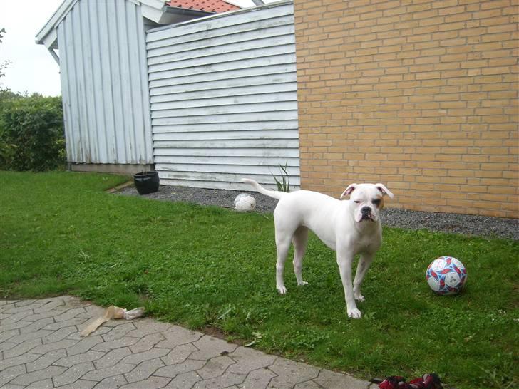 Blanding af racer Bertha - 11 mdr. billede 15