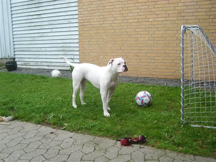 Blanding af racer Bertha - 11 mdr. billede 16