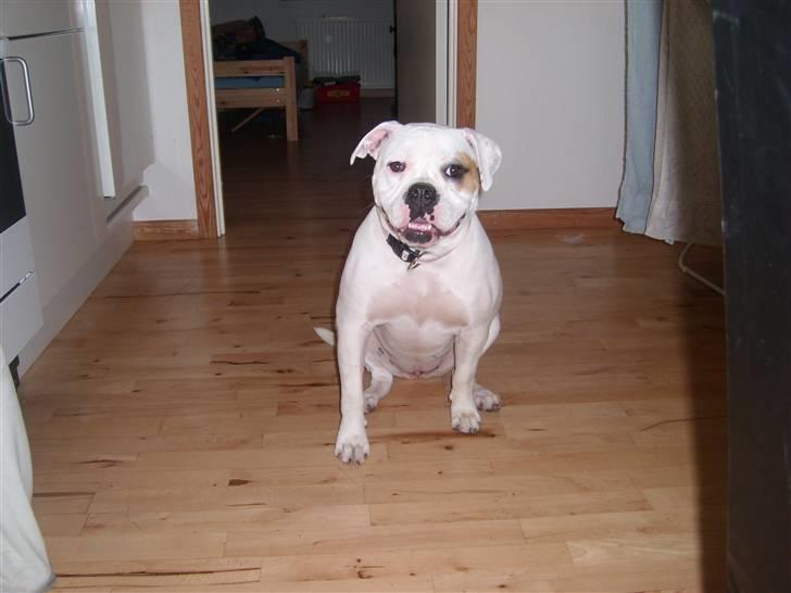 Blanding af racer Bertha - 11 mdr. billede 17