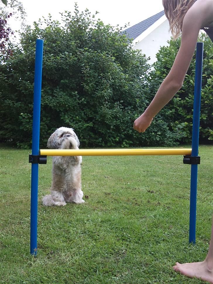 Lhasa apso Oskar - I'm a prayer. billede 11