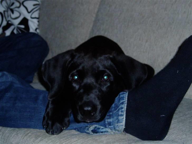 Blanding af racer Ecko broweiler R.I.P - Ecko 13 uger på det forbudte sted billede 11