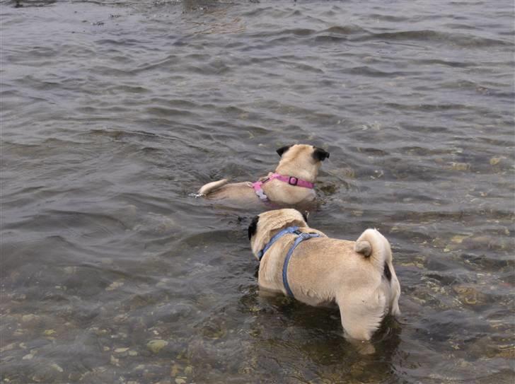 Mops Fiffi - Ahh vand er dejligt billede 8