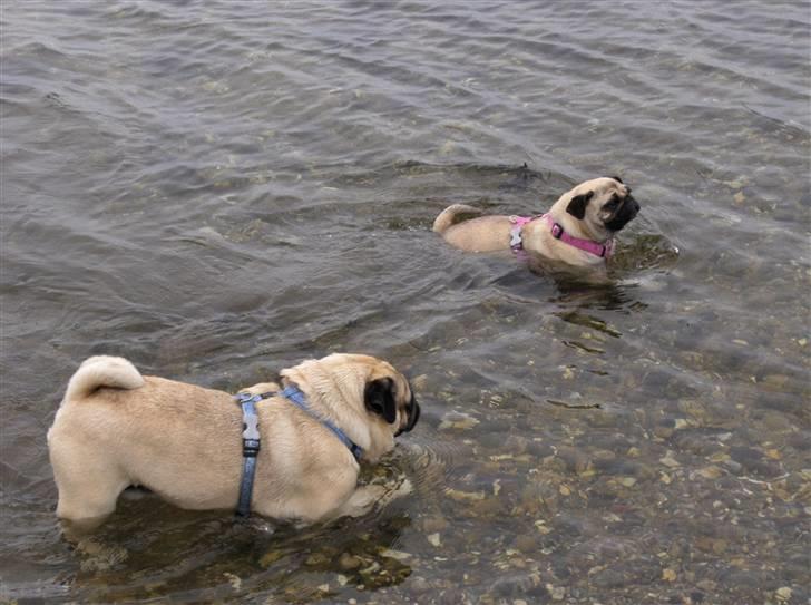 Mops Fiffi - Uhh det er lidt koldt billede 9