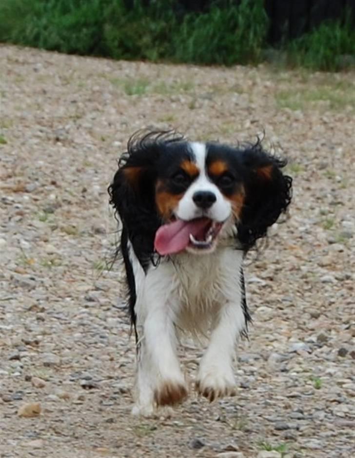 Cavalier king charles spaniel Charlie - Jeg elsker at løbe ;) billede 1