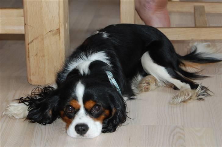 Cavalier king charles spaniel Charlie - Men det er også dejligt at slappe af når man har løbet rigtig langt billede 2