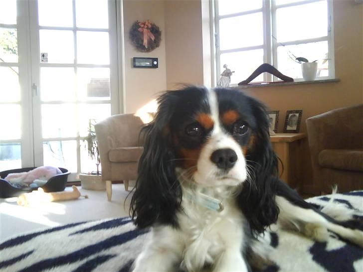 Cavalier king charles spaniel Charlie billede 3