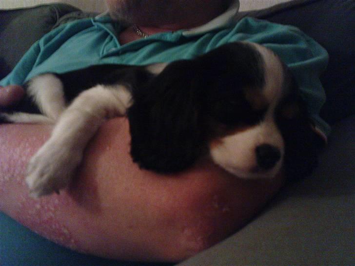 Cavalier king charles spaniel Charlie - Charlie som baby billede 5