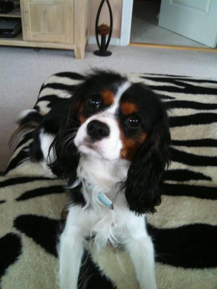 Cavalier king charles spaniel Charlie billede 6