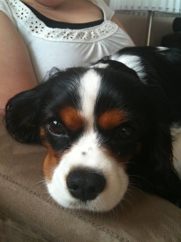 Cavalier king charles spaniel Charlie billede 7