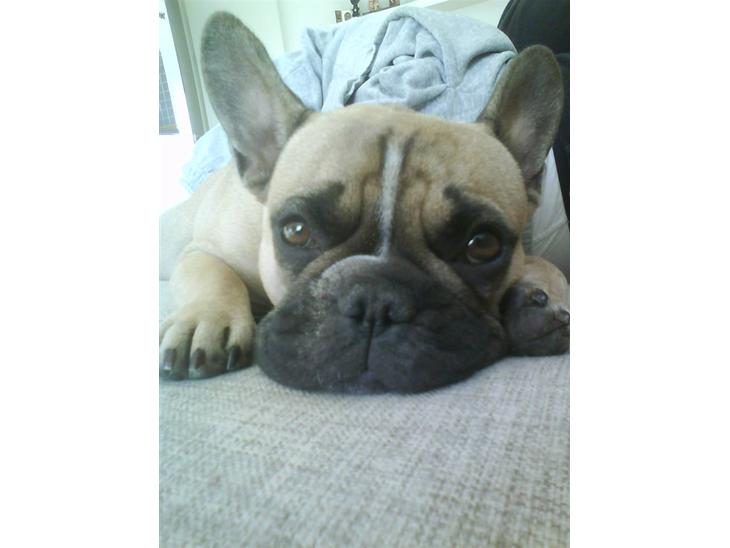 Fransk bulldog Molly - tager i nu billeder af mig igen! lad mig dog få en morfar i fred! billede 1