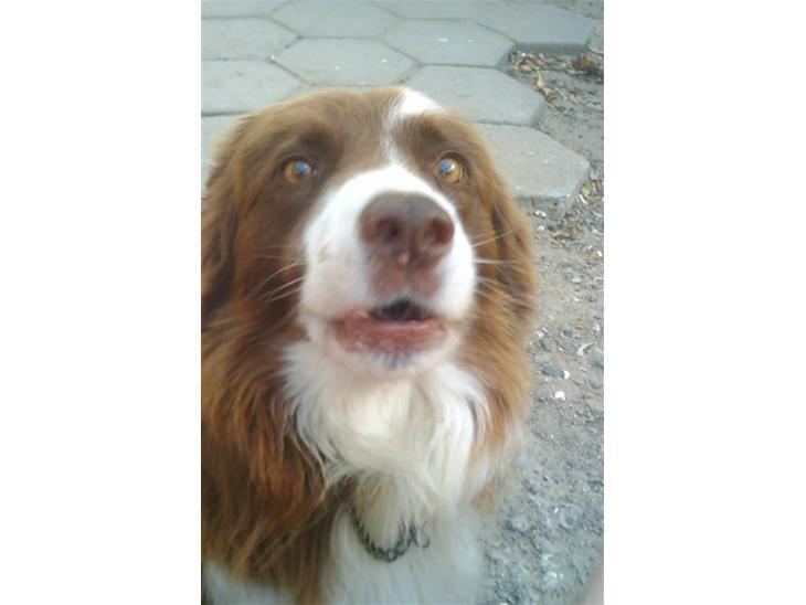 Border collie Mickey R.I.P.3/9-2010 billede 1