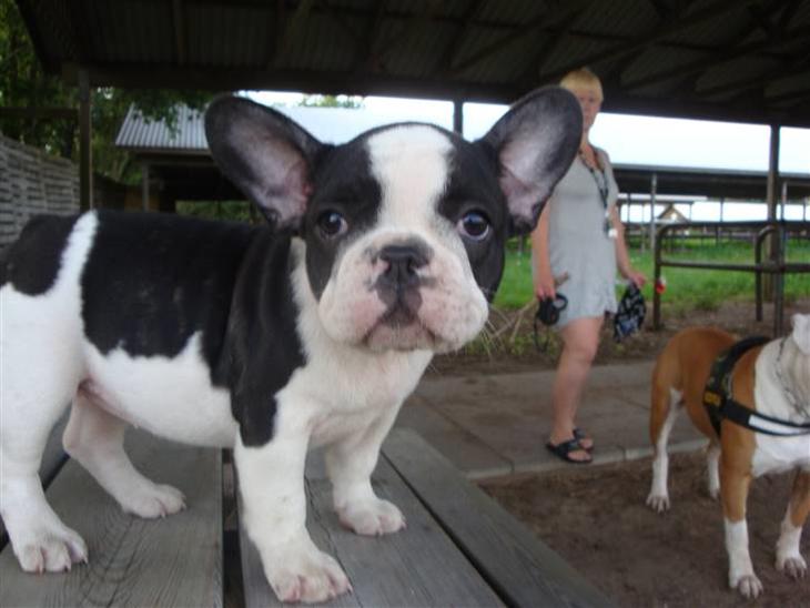 {{currentPhoto.altText}} billede {{currentPhoto.number}}